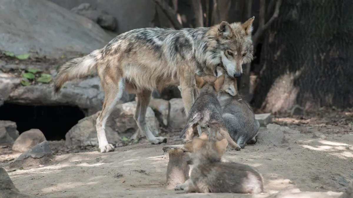 Seje Zoológico de Chapultepec